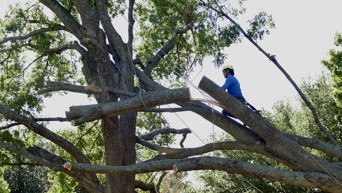 Professional Hazardous Tree Removal performed by certified arborists in Butner