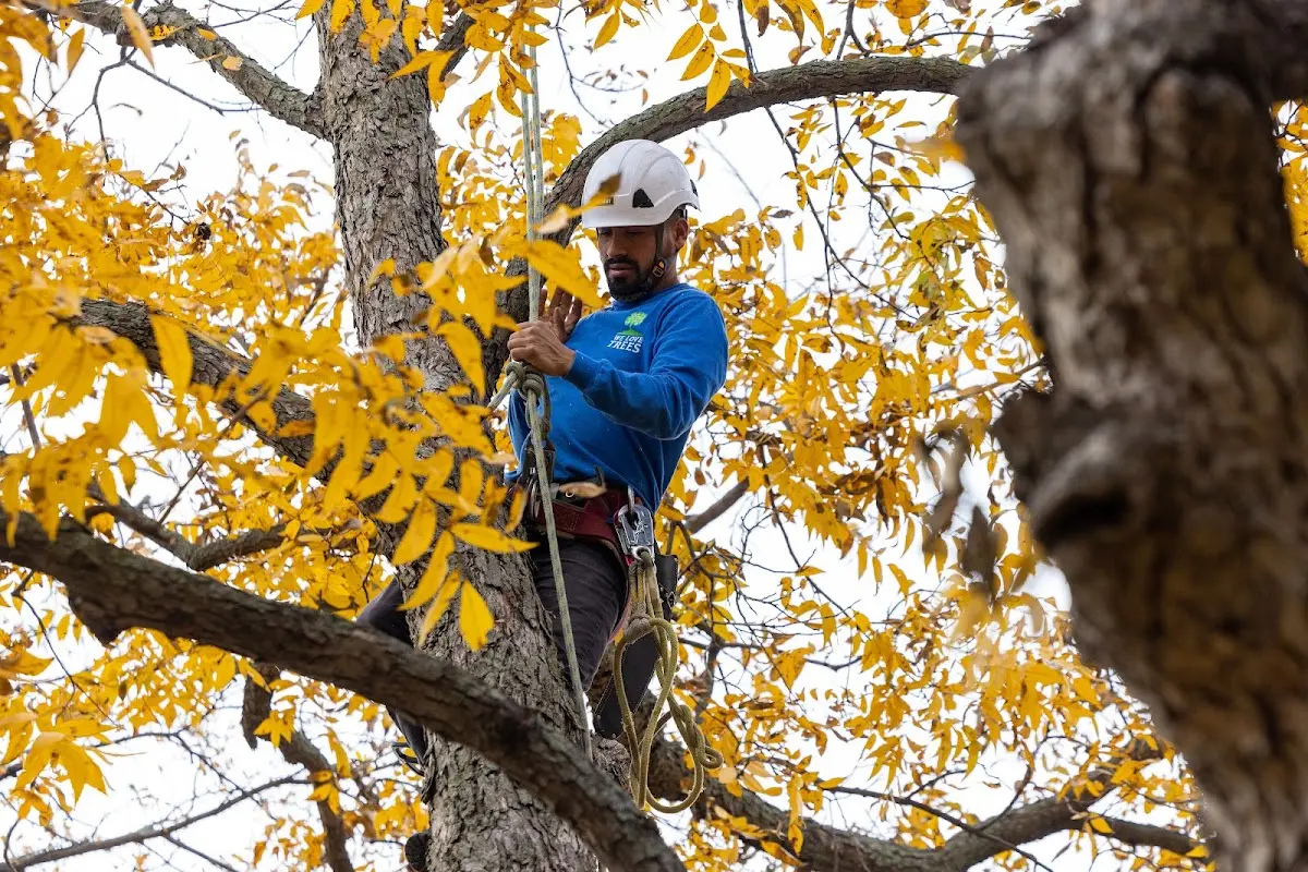 Skilled Tree Planting crew working in Butner